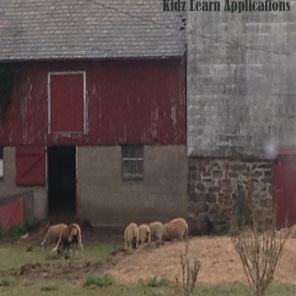 sheep - Kidz Learn Applications