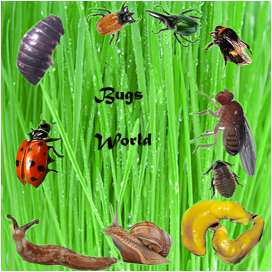 Bugs World Android