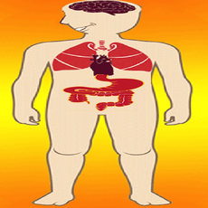 Body Parts - Internal Organs