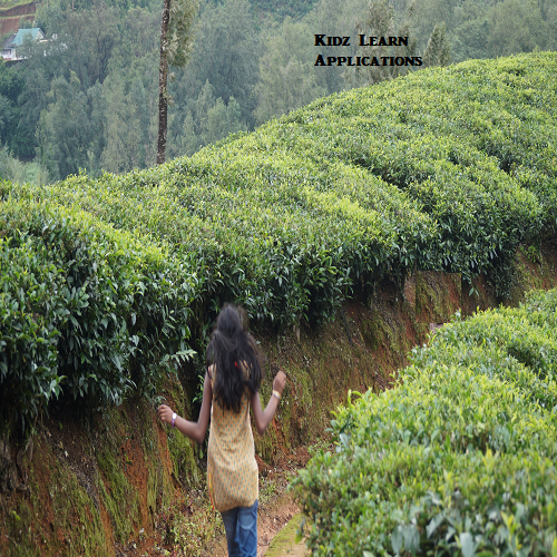 Tea Plantation - Scenery