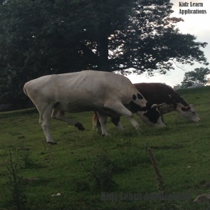 2cows - Kidz Learn Applications