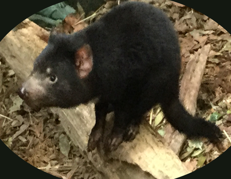 Tasmanian Devil