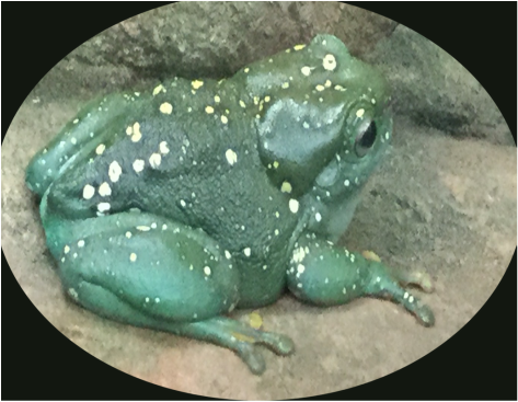 Green Tree Frog