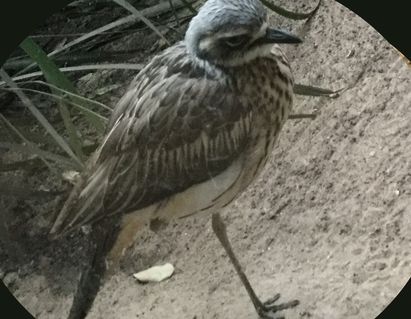 Bush Stone Curlew