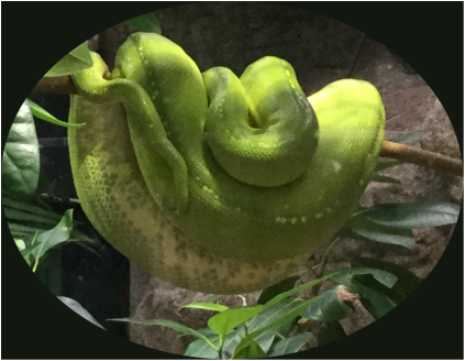 Green Tree Python