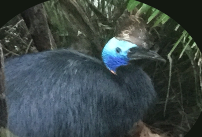 Cassowary