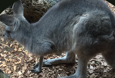 Wallaby