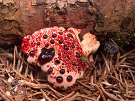 Fungus