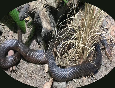 Eastern brown snake