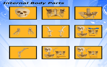 Body parts - Skeletal