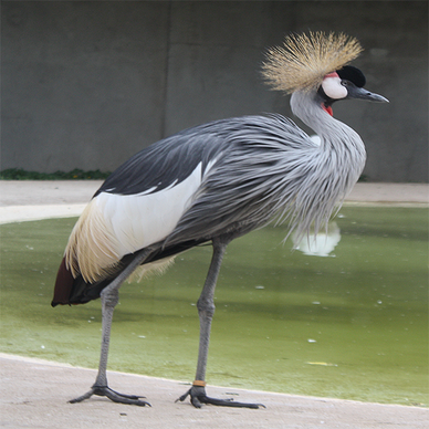 African Crowned Crane - Kidz Learn Applications