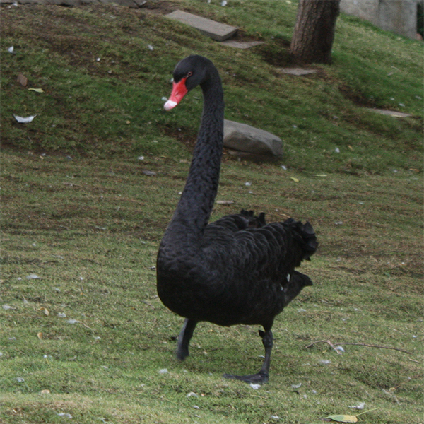 Black Swan - Kidz Learn Applications