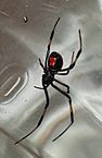 Black Widow Spider