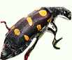 Blister Beetle