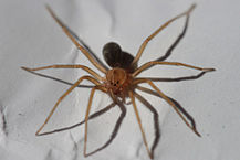 Brown Recluse Spider