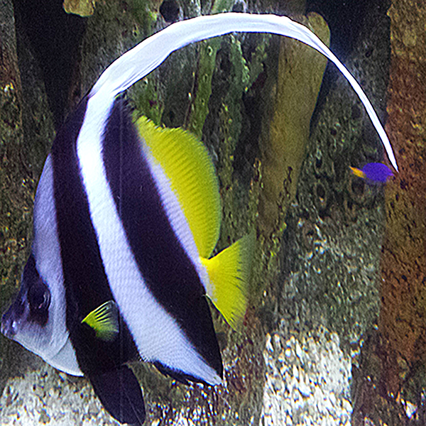 Pennant Coral Fish - Kidz Learn Applications