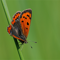 Orange Butterfly