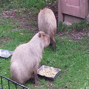 Capybarra - Kidz Learn Applications