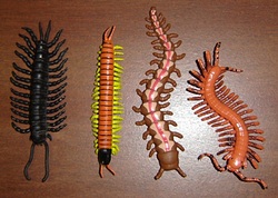 Centipedes and Millipedes