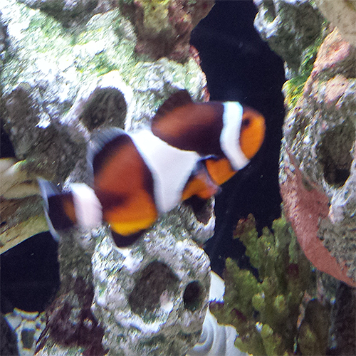 Clown Fish - Kidz Learn Applications