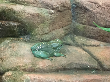 Green Frog - Kidz Learn Applications