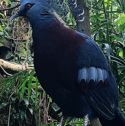 Victoria Crowned Pigeon  - Kidz Learn Applications