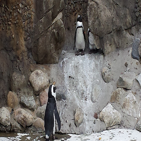 Penguin - Kidz Learn Applications