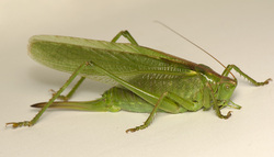 Grasshopper