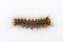 Gypsy Moth Caterpillar