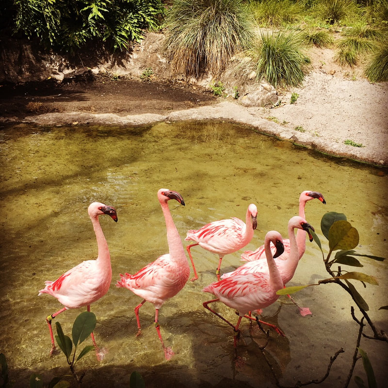 Flamingos - Kidz Learn Applications
