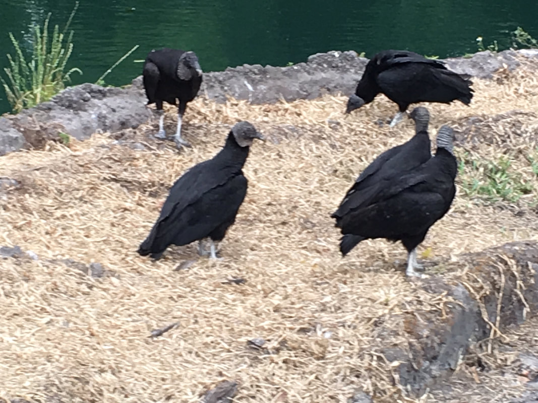 Californian Condor - Kidz Learn Applications