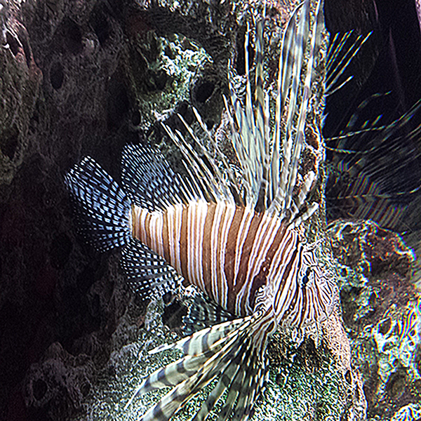 Lion Fish - Kidz Learn Applications