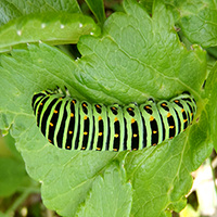 Monarch Caterpillar