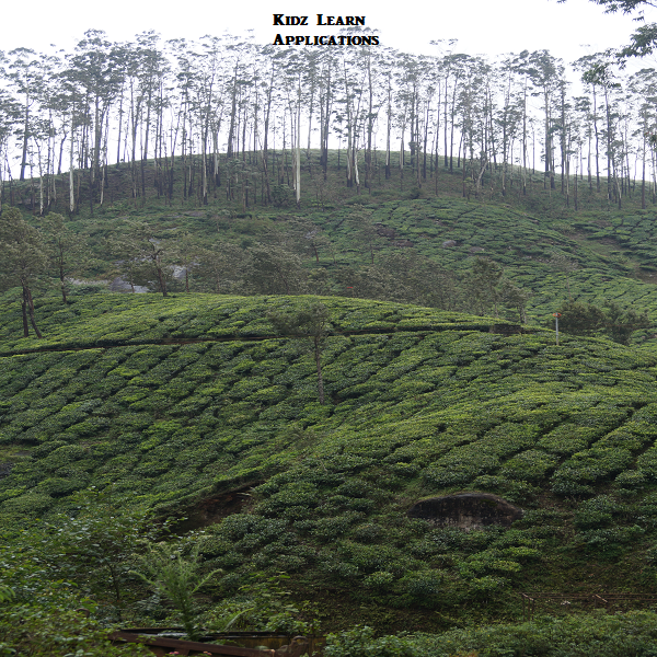 Tea Plantations