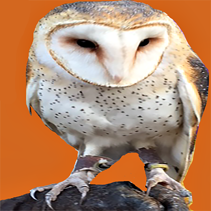Barn Owl  - Kidz Learn Applications
