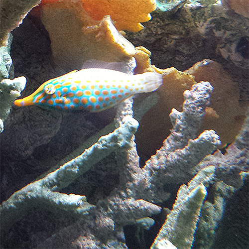 Harlequin filefish - Kidz Learn Applications