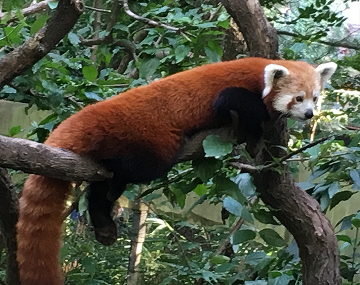 Red Panda - Kidz Learn Applications