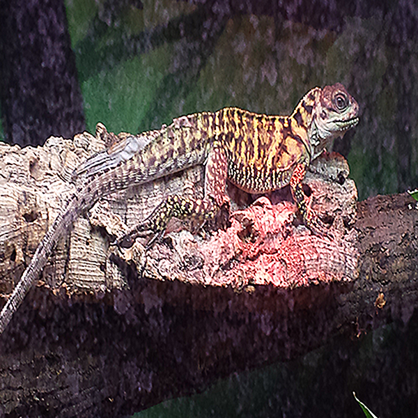 Sailfin Lizard - Kidz Learn Applications