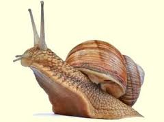 Snail